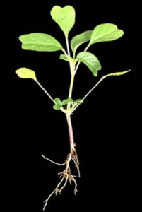 Purple amaranth