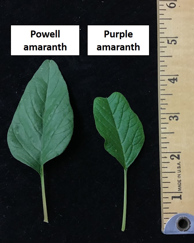 Palmer Amaranth vs purple amaranth