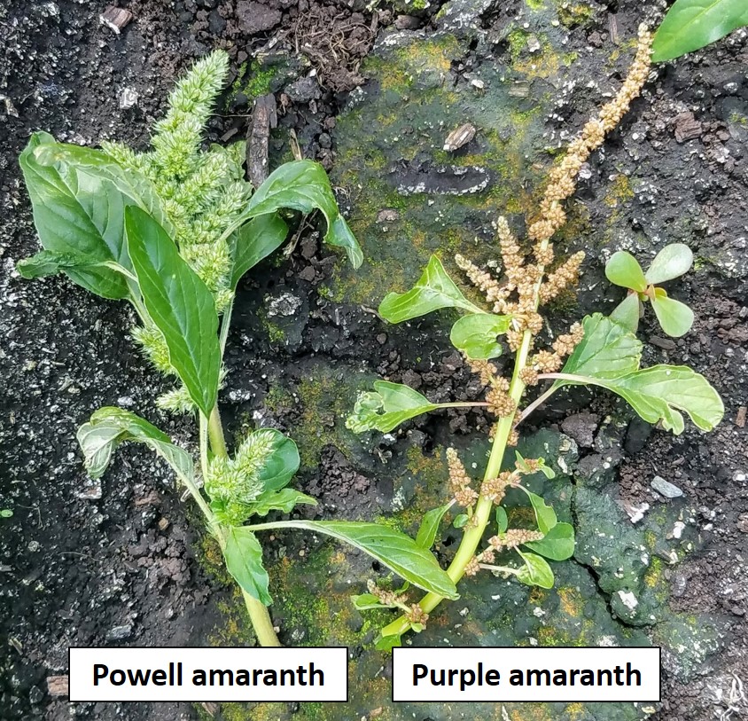 Purple amaranth was identified for the first time in Michigan in 2019.