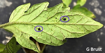 Flea beetles feeding, tomato early blight seen in Pennsylvania