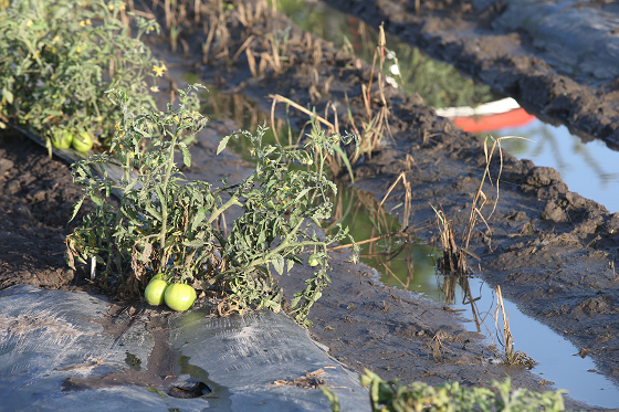 Indiana growers face flooding challenges