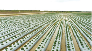 California farms were jeopardized by torrential rains that deluged fields, like this strawberry field near Salinas.