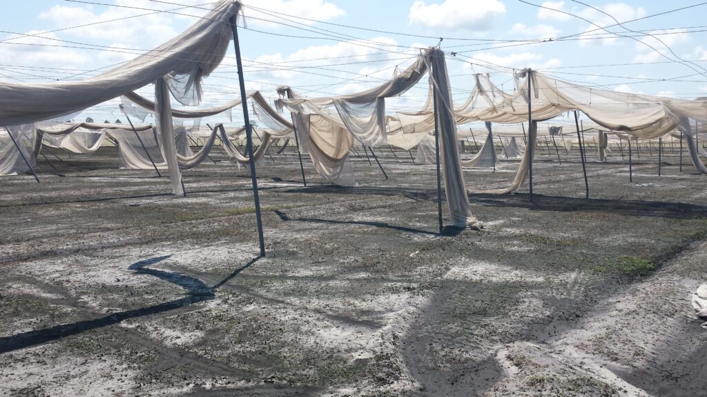 Florida growers eligible for aid in wake of storm Eta