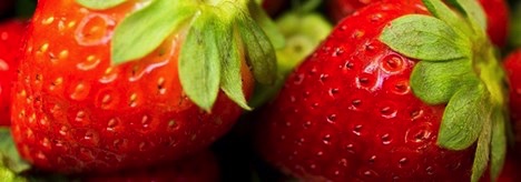 Focus on industry during heart of Florida’s strawberry season