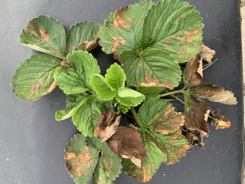 Report: Aggressive fungus attacks Florida strawberries