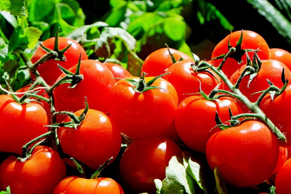 UF/IFAS hosting Florida Tomato Conference in September