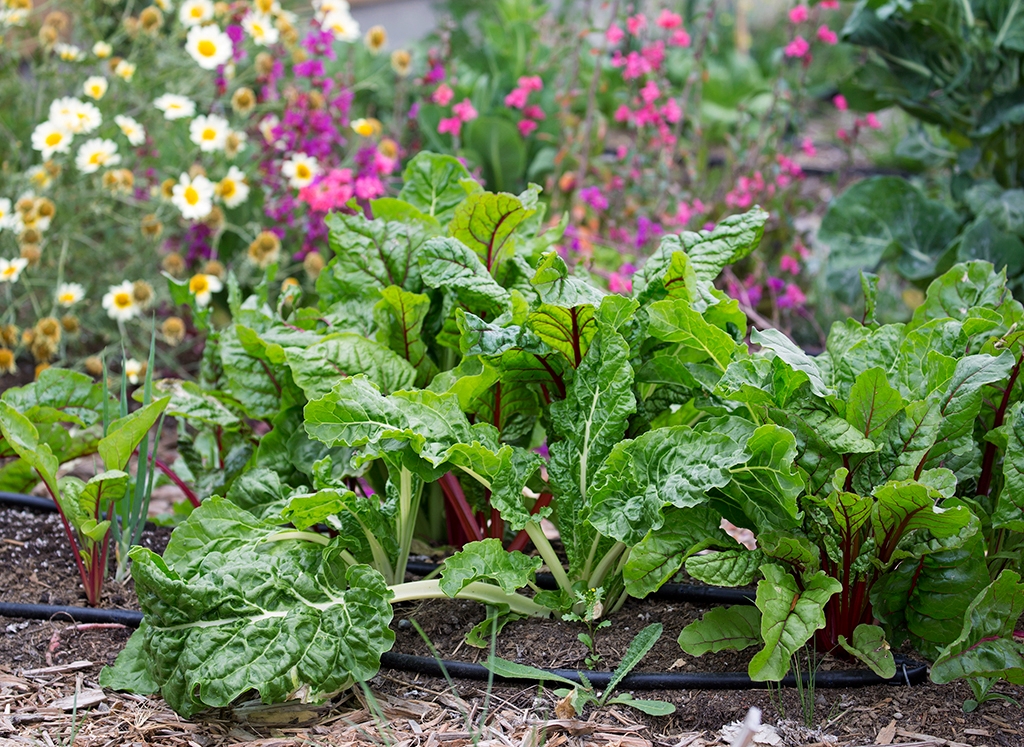 Best practices for California urban farmers outlined in food safety guide