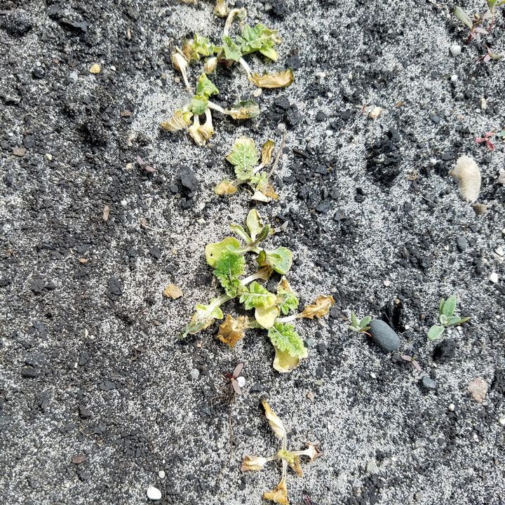 Florida farms dealing with freezing temperatures aided by state of emergency