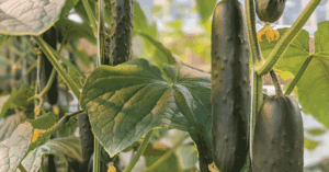 Hydroponic cucumbers. Photos by Anna Testen.