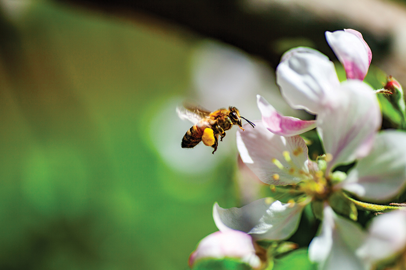 Honeybee close up on a blossom.Photo by Valerie M. Ramsburg