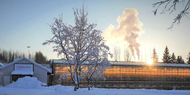 Friðheimar grows, processes and serves tomato dishes to tourists
