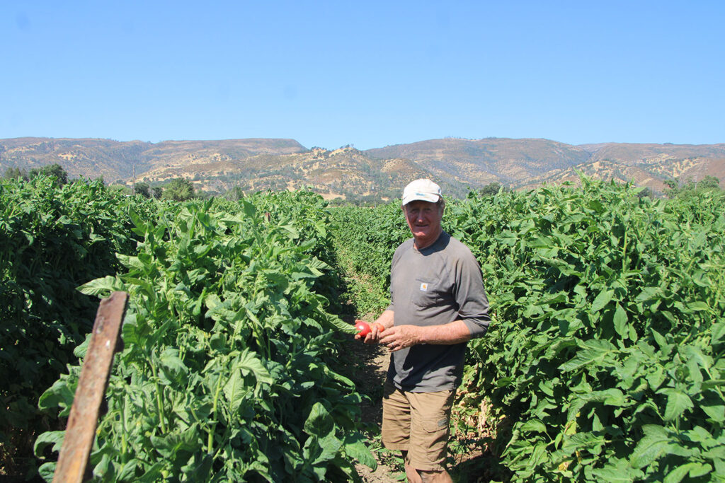 Photo of Full Belly Farm’s Paul Muller in a tomato field.