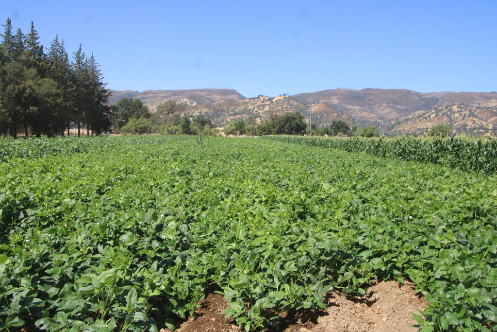 Photo of field of Full Belly Farm’s green beans and sweet corn.