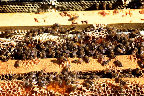 Vermont specialty crop producers granted $305,929 for eight projects