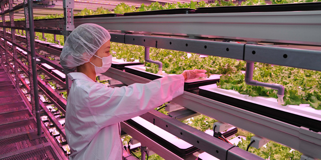 How will vegetables be grown a century from now?