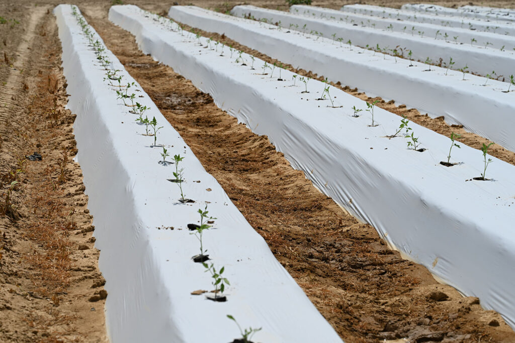Newly transplanted tomato plants in open field conditions in compacted beds in June 2024, at Clinton, North Carolina. Photo by Emmanuel Torres.