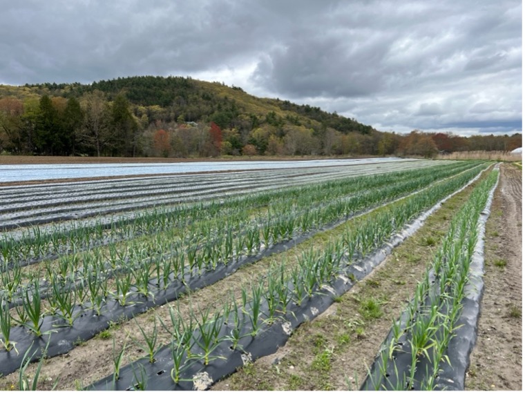 Garlic grown on soil-biodegradable plastic mulch (BDM) at Gresczyk Farms in New Hartford, Connecticut. While BDM is typically used in annual cropping systems, farmers in Connecticut are experimenting with it in overwintering crops like garlic. Photo by Shuresh Ghimire.