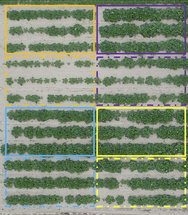 Combining cover crops, fall manure boosts both