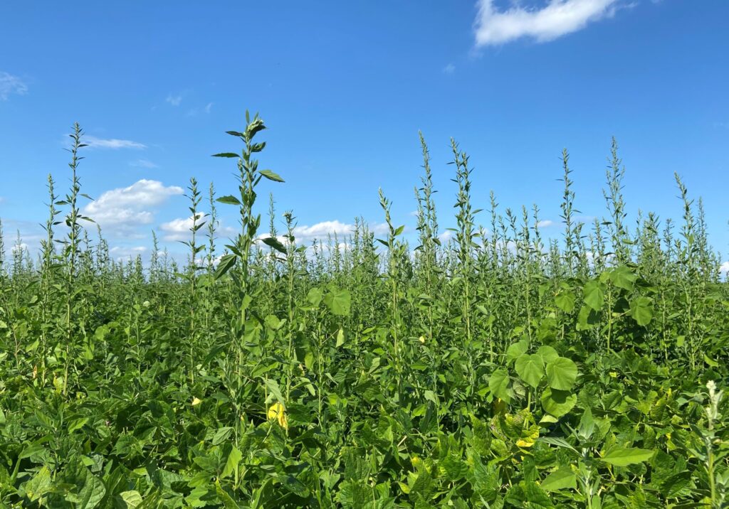 Overcoming herbicide resistance, a global problem