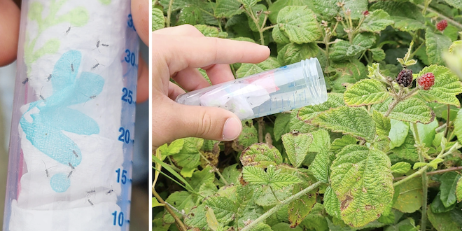 Entomologists release SWD parasitoid near strawberry fields