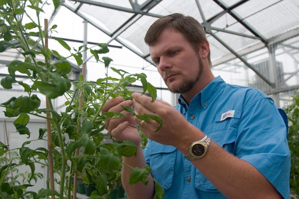 Tomato bacterial spot fought in transplant seedlings