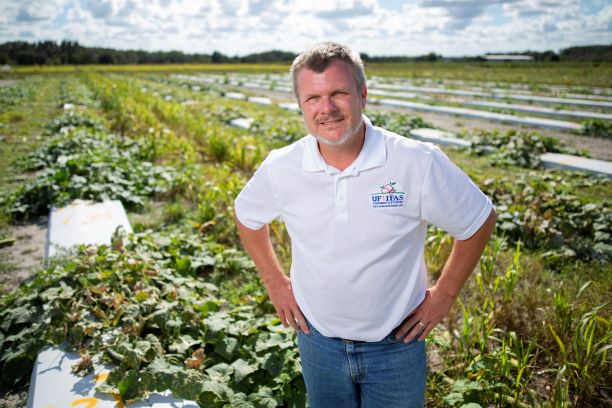 UF scientists investigating ways to control tomato diseases