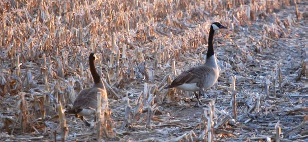 Editorial: Beware the Canada goose