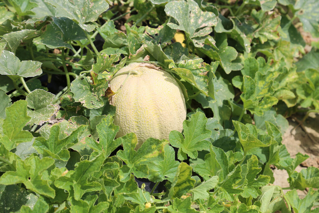 Cantaloupe project seeks variety less susceptible to bacteria