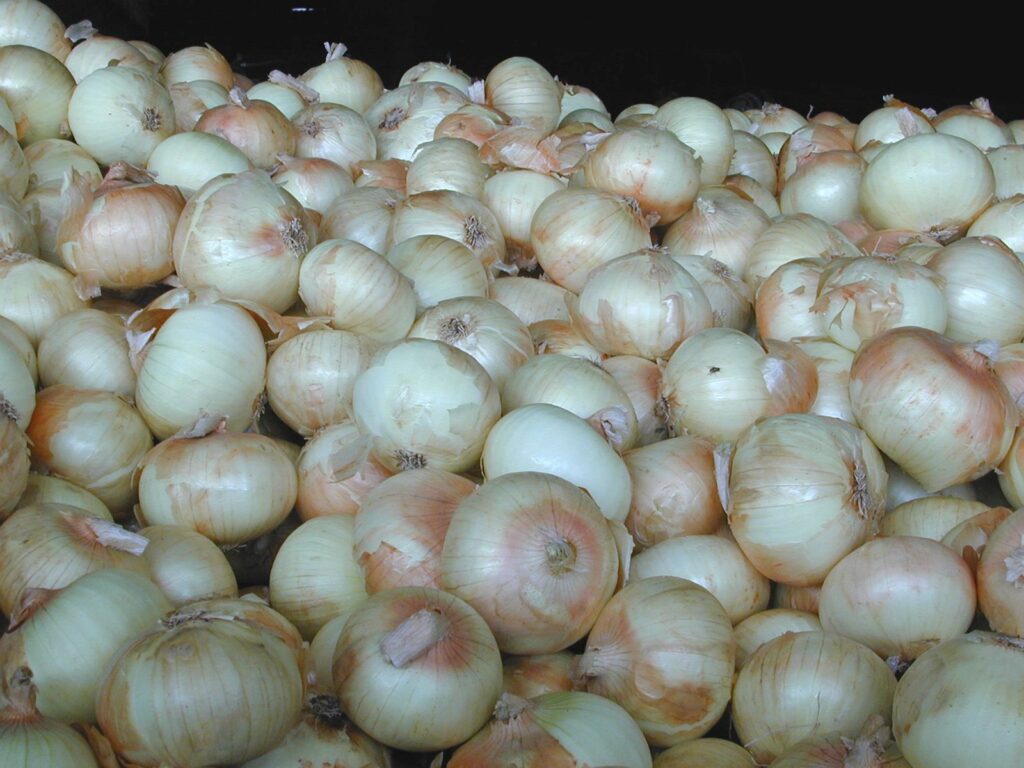 Georgia onion growers must to be proactive with fungicides