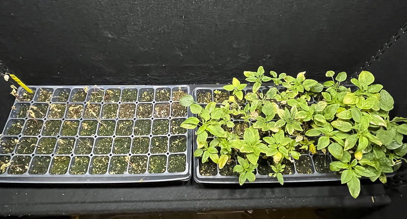 As options dwindle, new resistance emerges in pigweed