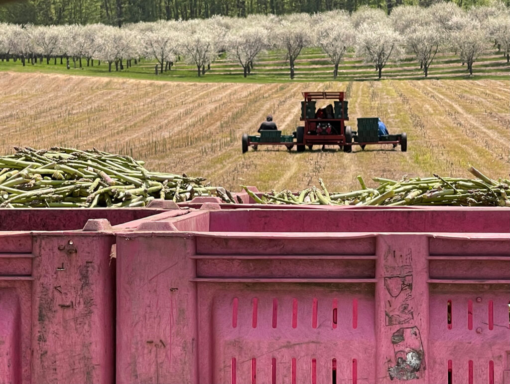 Photo of asparagus field and harvesting crates at Golden Stock Farms in Mears, Michigan.