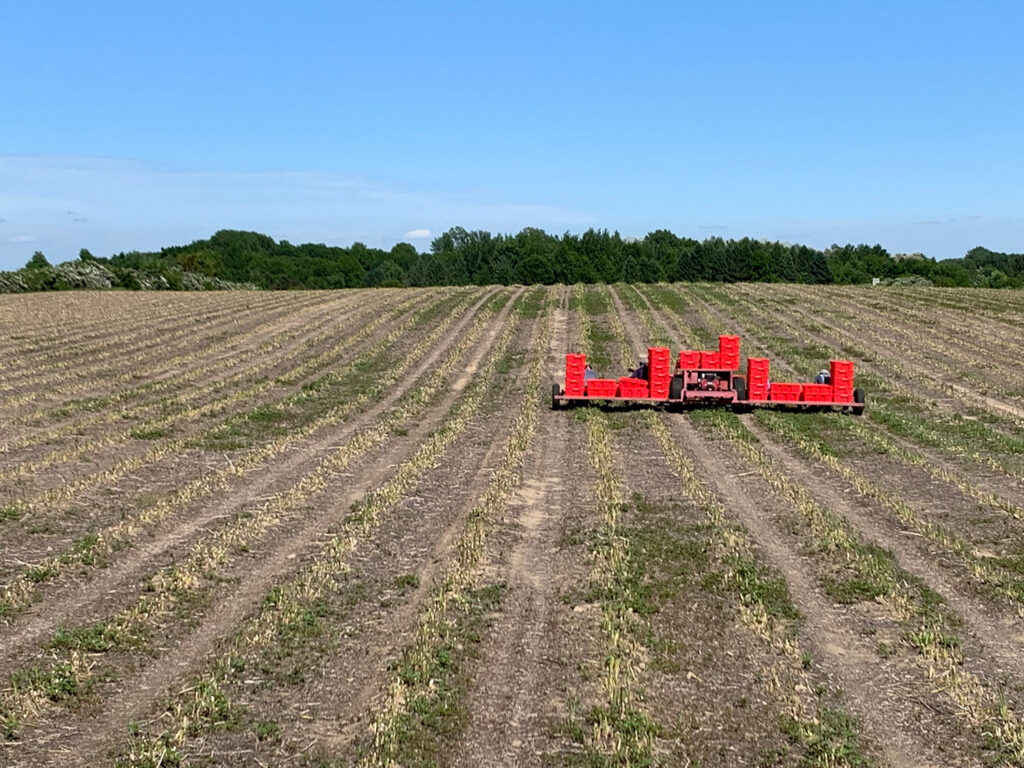 Photo of asparagus field at Golden Stock Farms in Mears, Michigan.