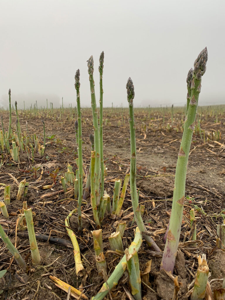 Close-up photo of asparagus stalks from ground level in field at Golden Stock Farms in Mears, Michigan.
