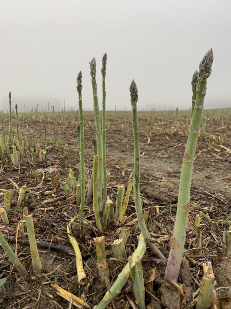 Study: Michigan vegetable farming, processing drive major growth in state economy