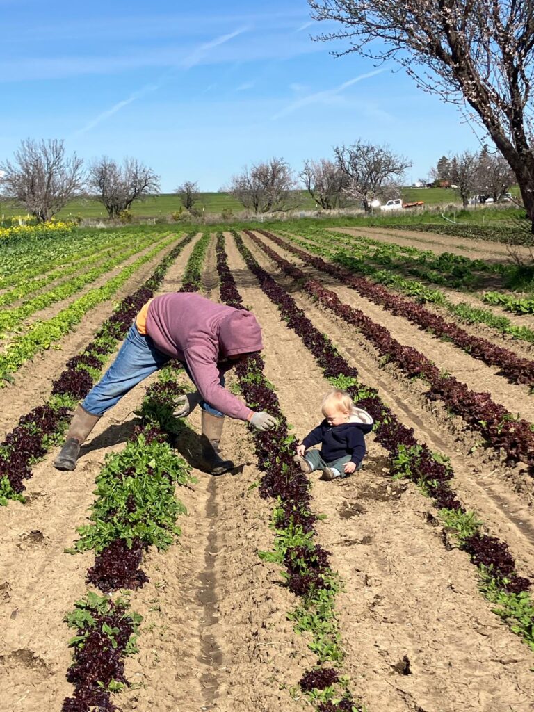 Worker examines leafy greens in field at Good Humus.