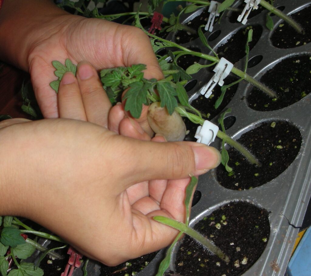 Survey seeks grafting information from tomato and watermelon growers