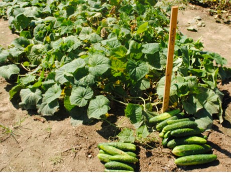 New organic cucumber varieties show promise in disease resistance