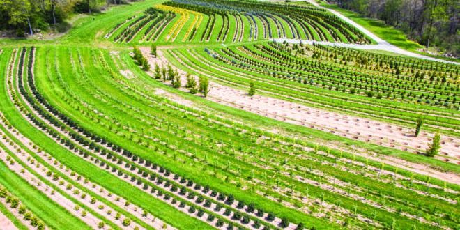 Growers use cover crops for soil building