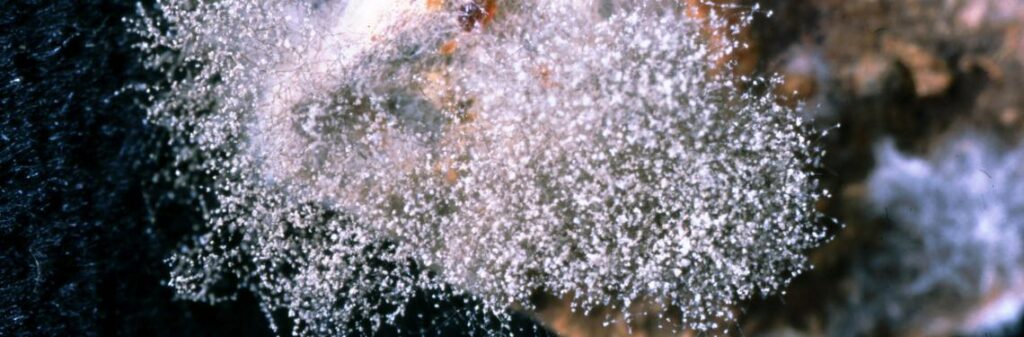 Here’s how to deal with gray mold in lettuce