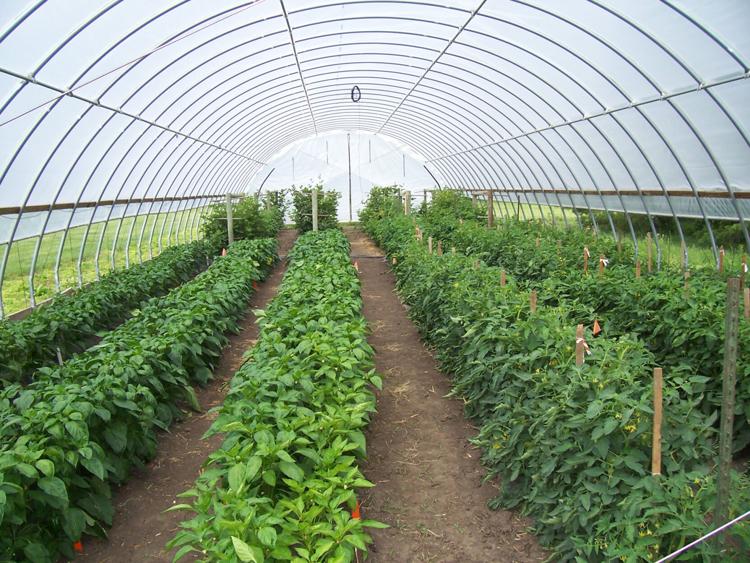 When and how to use pesticides in the greenhouse