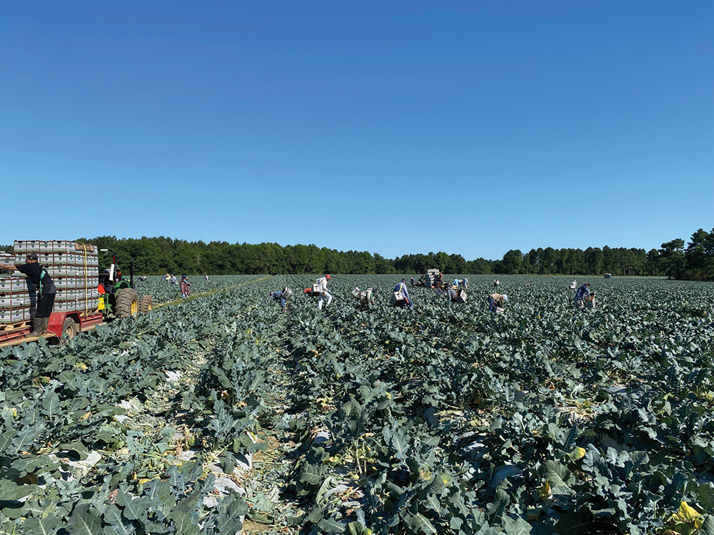 Workers harvest broccoli at Titan Farms. Titan began growing broccoli in the 2010s. Photo courtesy of Titan Farms.