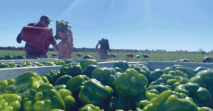 Titan Farms' workers harvesting peppers in the field. Photo courtesy of Titan Farms.