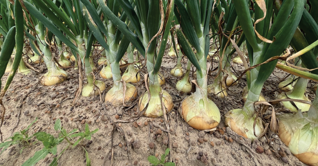 Vidalia onion grower A&M Farms trials laser weeding, battles pests