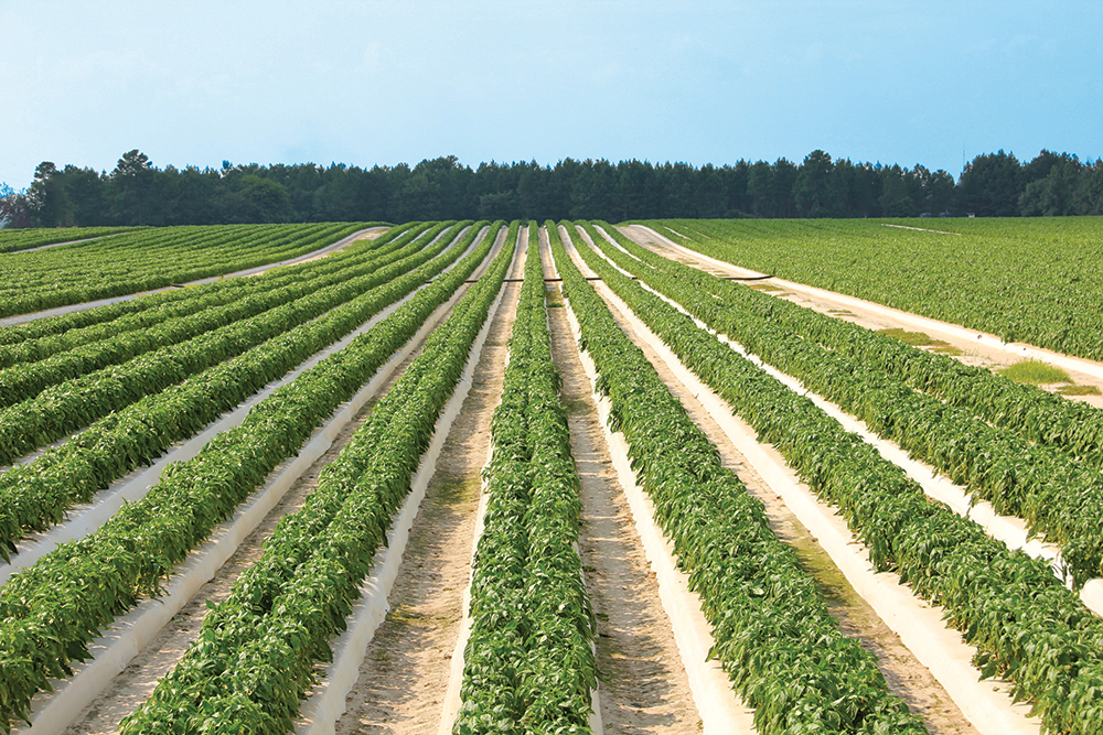 In addition to bell peppers, Titan Farms grows broccoli, eggplant, strawberries and peaches. Photo courtesy of Titan Farms.