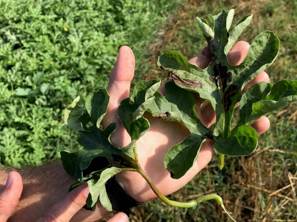 Watermelon crop update in Florida includes gummy stem blight warning