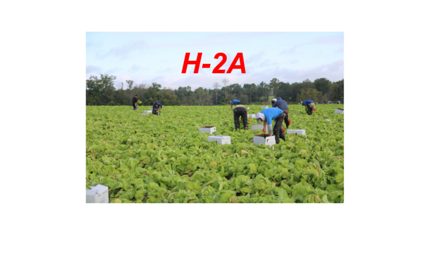 H-2A regulations subject of farm labor groups lawsuit