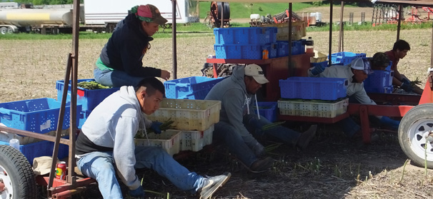 H-2A project expanding to include vegetable growers