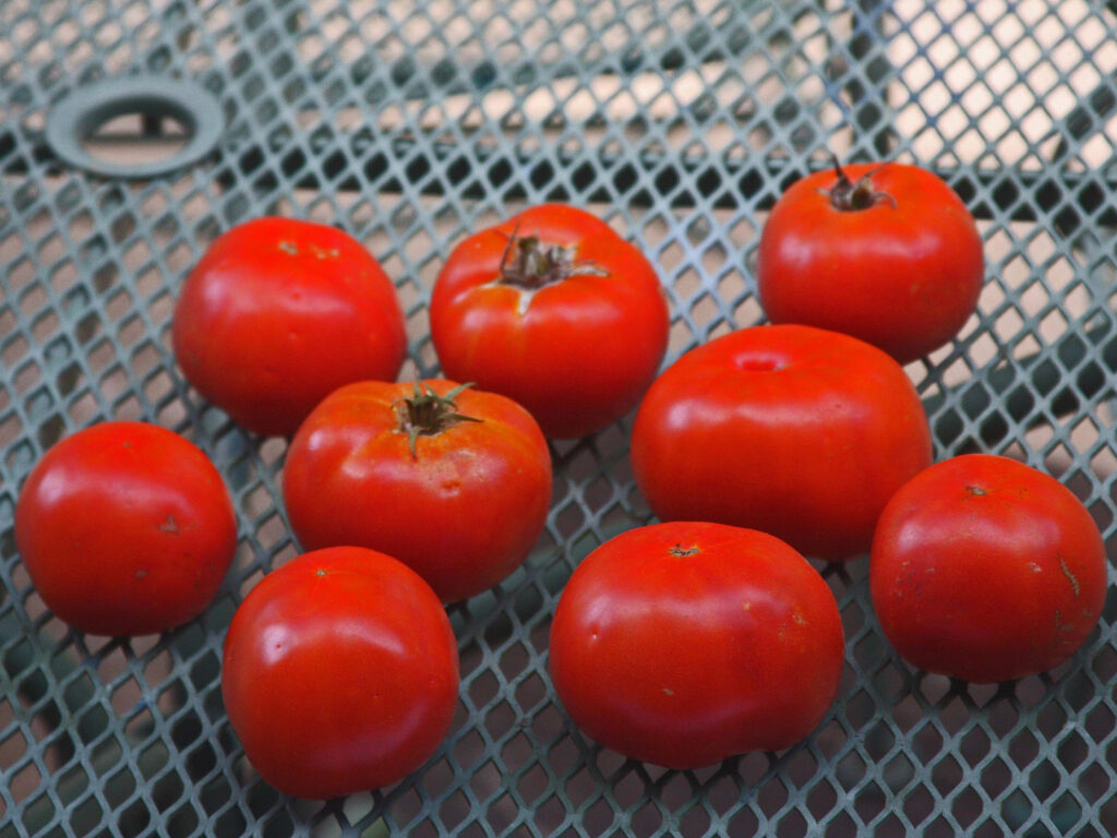 Texas A&M AgriLife honors high-yielding tomato