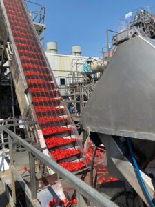 Tomatoes being rinsed during the canning process