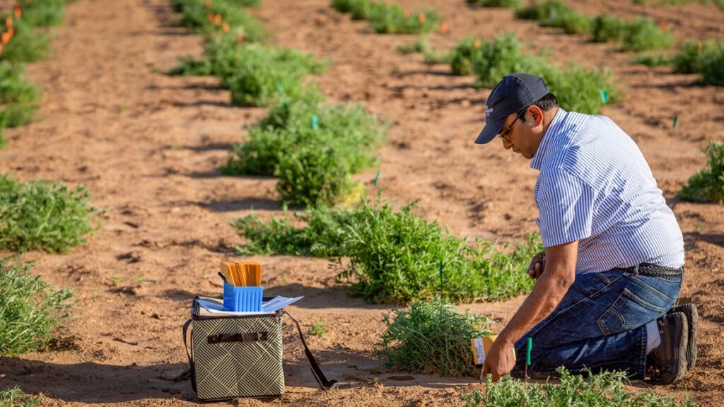 $3M grant funds cover crop breeding for organic farmers